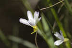 Southern butterwort